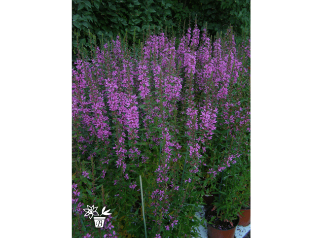 Lythrum virgatum   'Dropmore Purple'